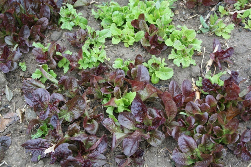 Plant lettuce and other greens in the later summer.