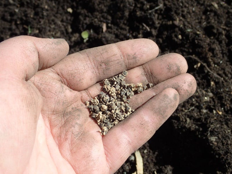Now is the Time: Planting The Fall Garden