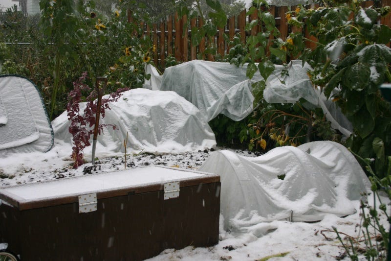 Protecting the garden in a Sept snowstorm