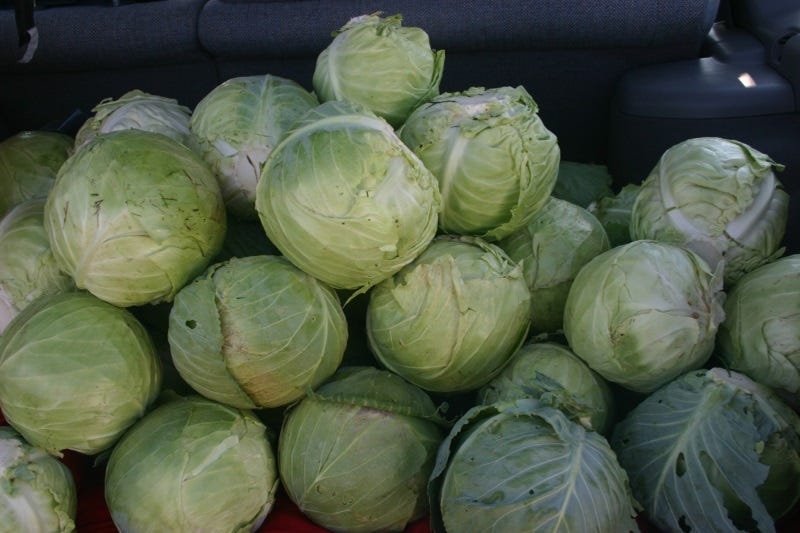 Short season cabbage grow well in the falls