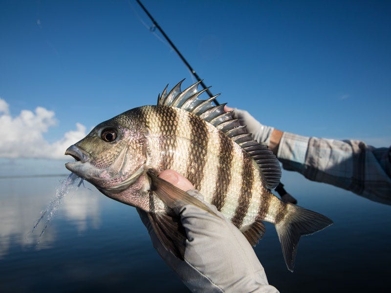 Bycatch: Unexpected Catches are Part of the Saltwater Experience