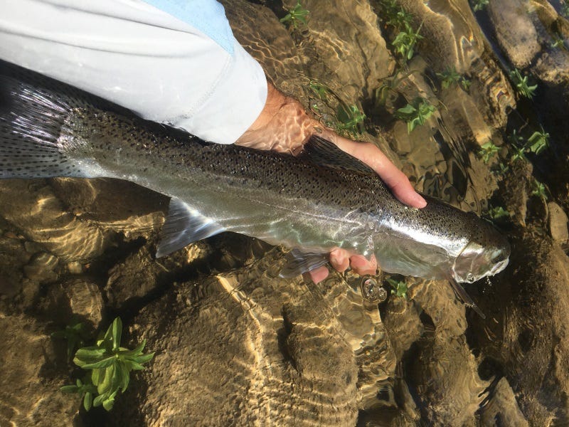 Clark Fork River Fishing Report 7.31.2017