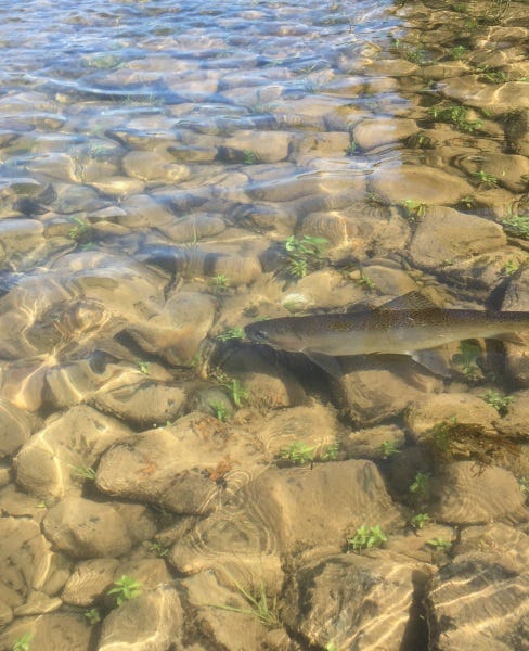 clark fork river fishing report (2)