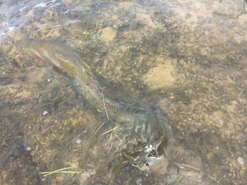Clark Fork River Fishing Report 7.4.17