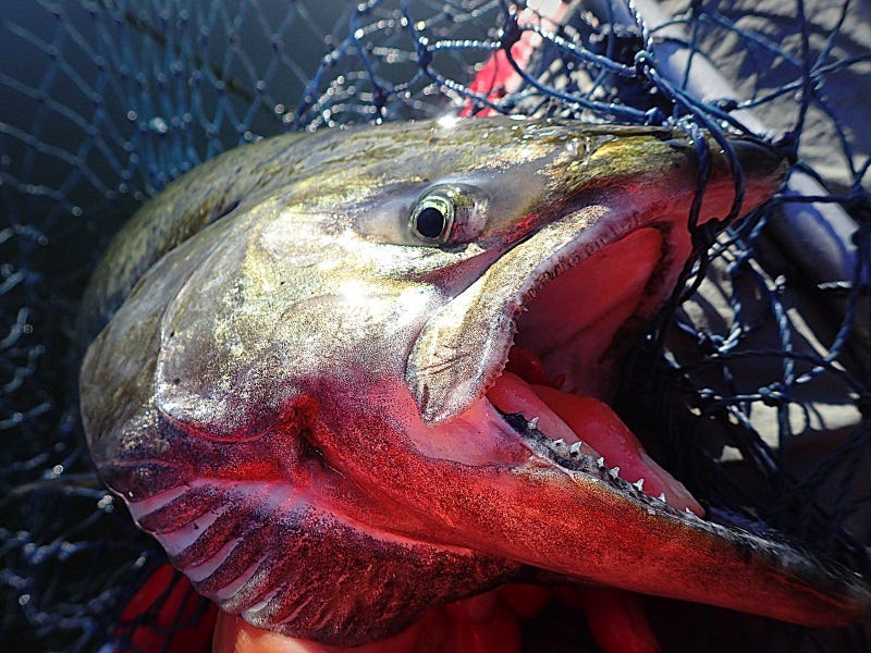 Dropper Rigs for Salmon: When Precision is Your Enemy