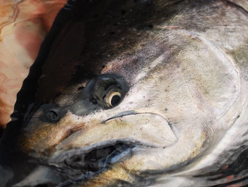 Similkameen River: Eastern Washington Fishing Report