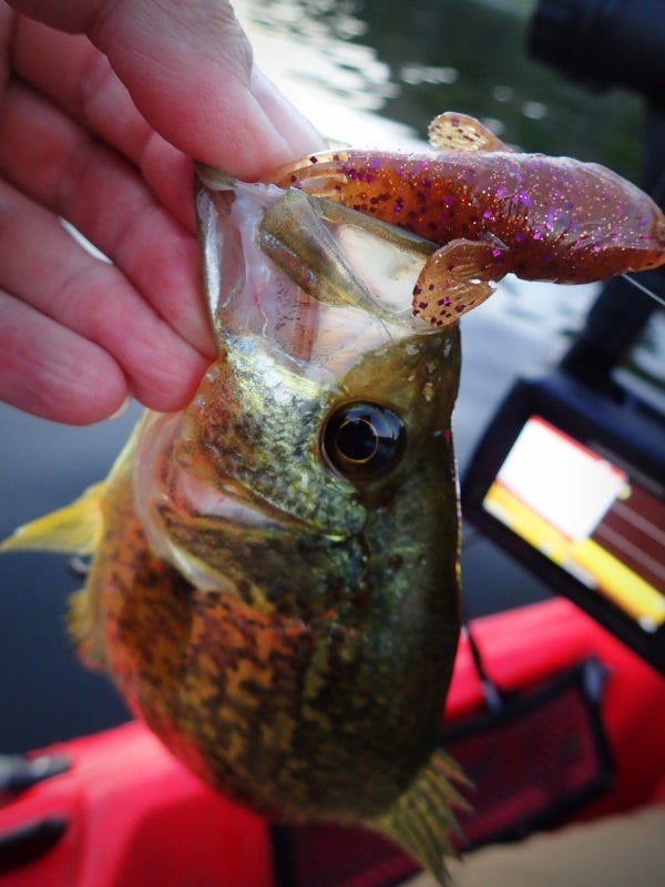  goby-savage-fishing-lure-review-1