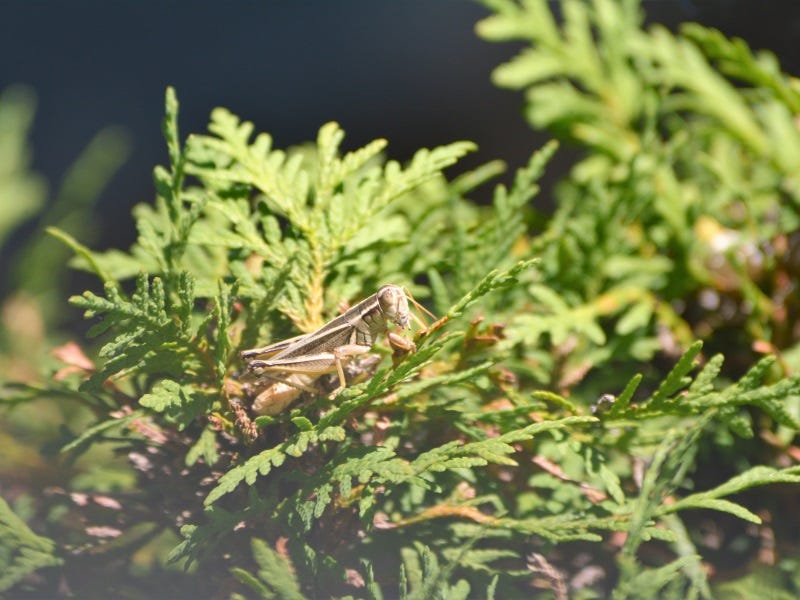 Hopper Season