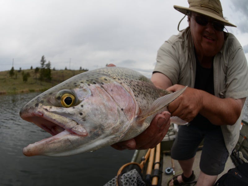 Late Summer and Bombers: Trout Love these “Giant” Chironomids