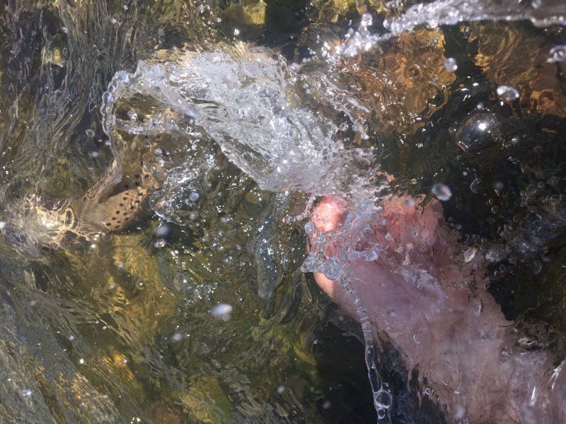 Madison River, Montana Fishing Report