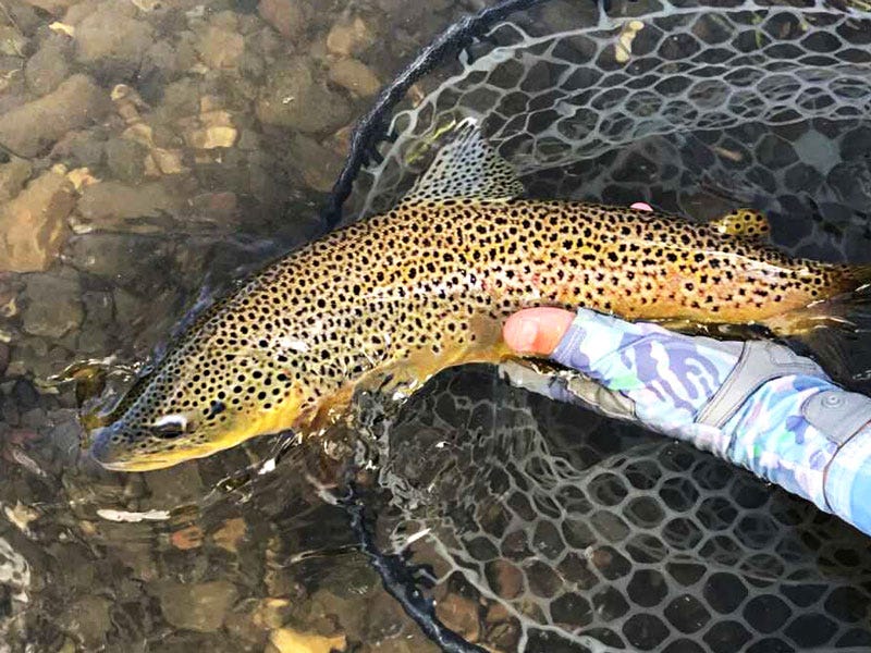 Missouri River Fishing Report 7.6.17