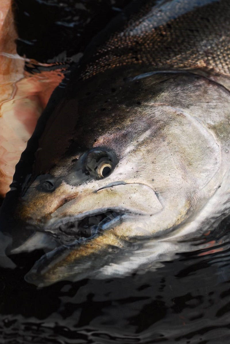 washington fishing reports