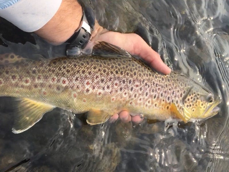 Lower Clark Fork River Fishing Report 8.24.17