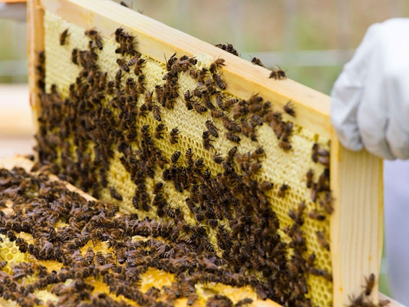 First Year Beekeeper: A Complete Guide & Log of What to Expect