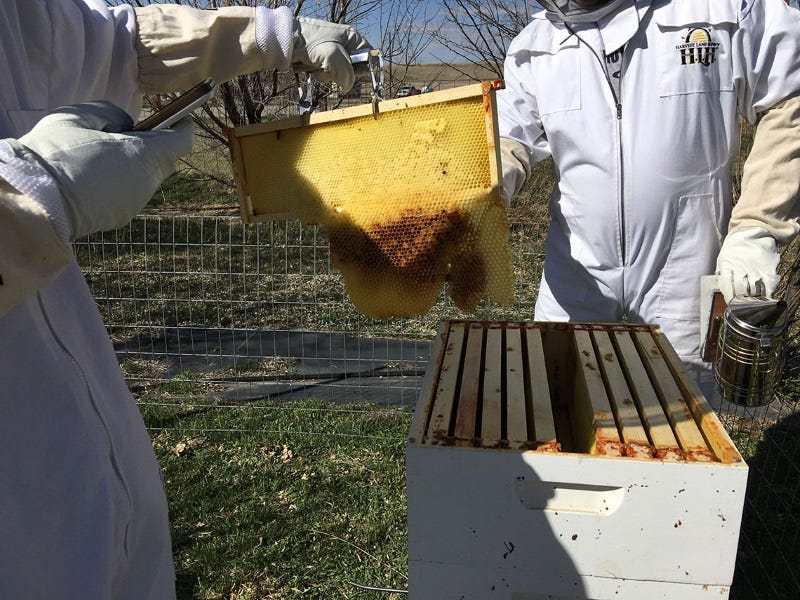 First Year Beekeeper Complete Guide (12)