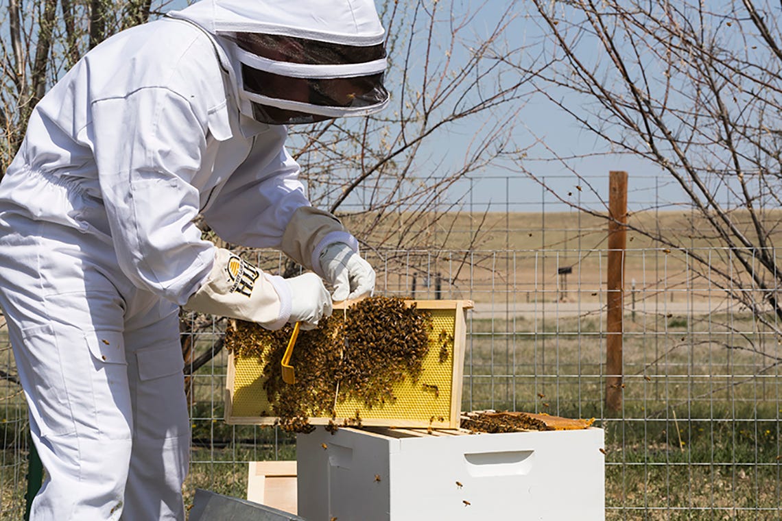 New bee hive set up in Great Falls, MT. May 2015
