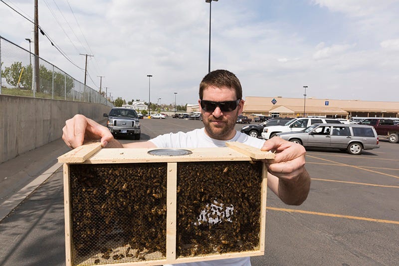 New bee hive set up in Great Falls, MT. May 2015