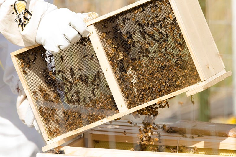 New bee hive set up in Great Falls, MT. May 2015