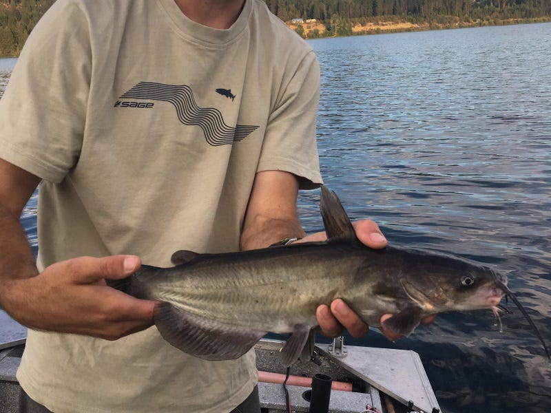 Lake Cocolalla Fishing Report (3)