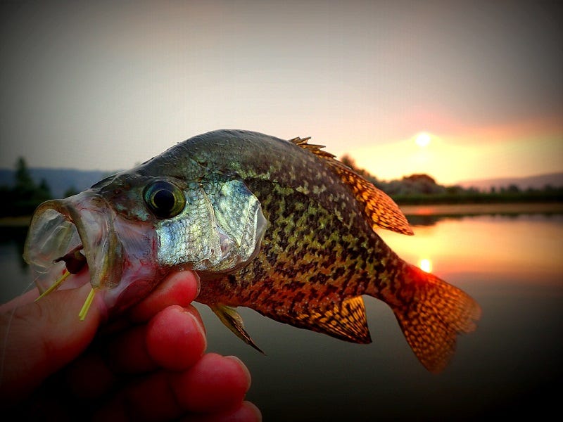 Fly Fishing Tip: How to Catch Panfish in Summer