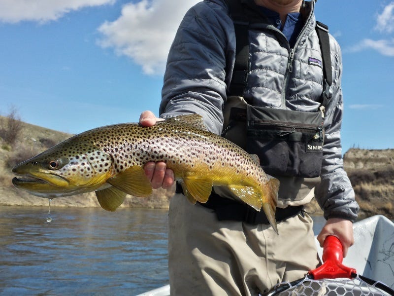 The Case For Fall Fishing on Montana’s Missouri River