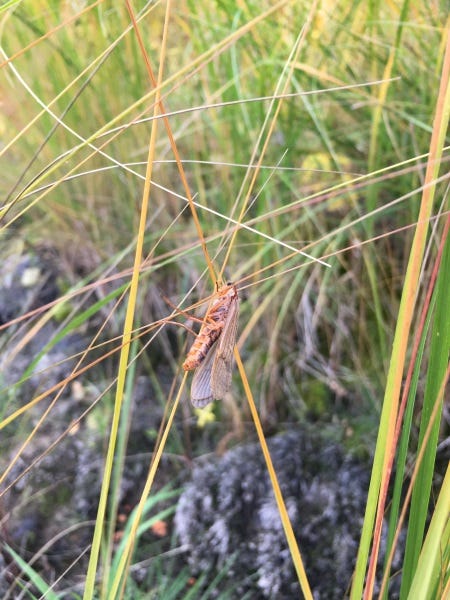 October Caddis and how to catch fall fish (1)