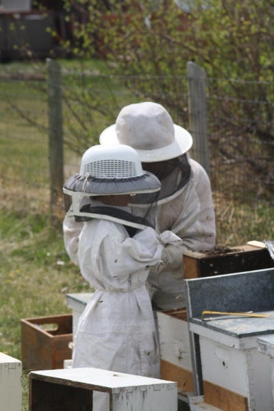 bees too hot in the summer how to take care of them (1)