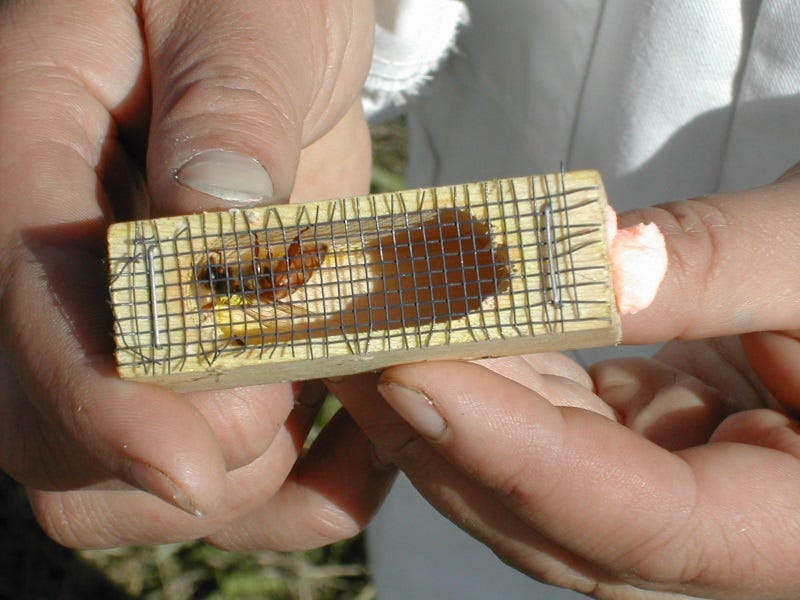 Bee Health: Summer Time Heat and How to Help Them