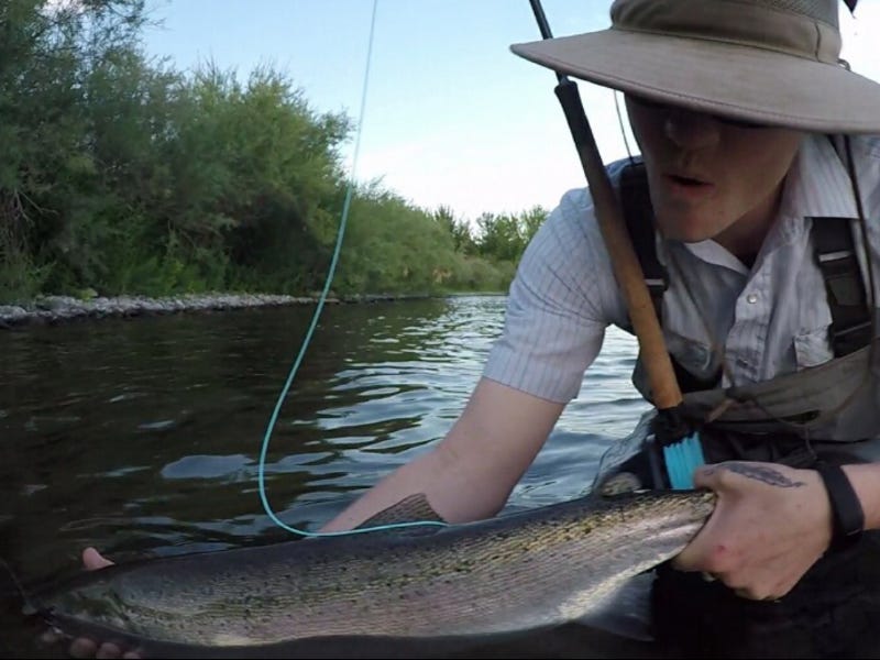 Idaho’s Steelhead Conundrum
