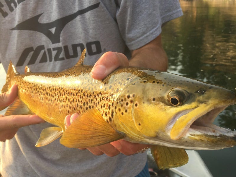 Clark Fork River Fishing Report 8.30.17