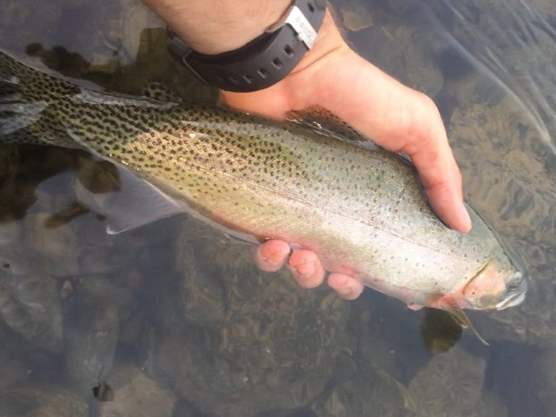 Lower Clark Fork River Fishing Report 8.9.17