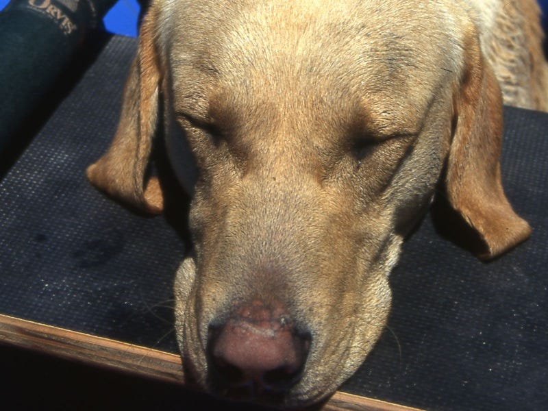 Dog Shots