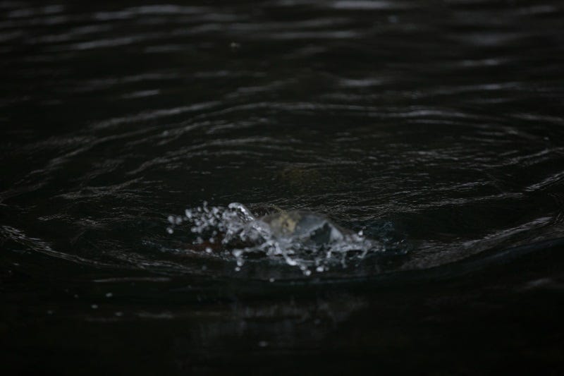 idaho fishing reports (1)