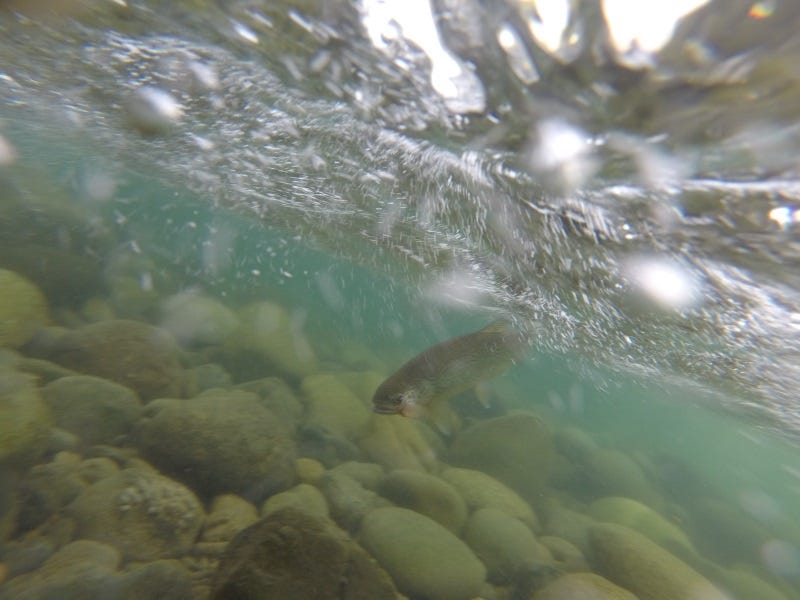 Methow River Fishing Report 8.5.2017