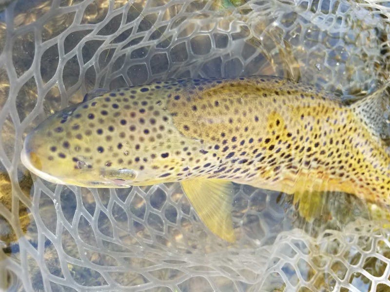 missouri river fishing report (1)