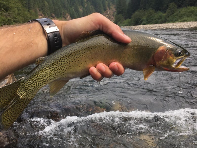 St. Joe River Fishing Report 8.29.17