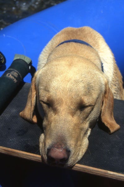 take dogs fly fishing