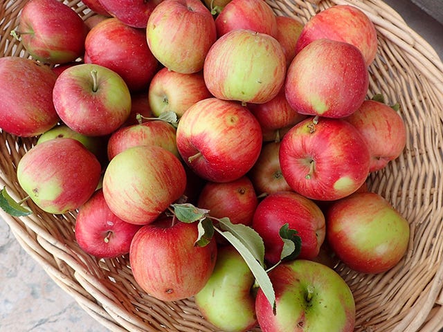 Caring For Fall Apples