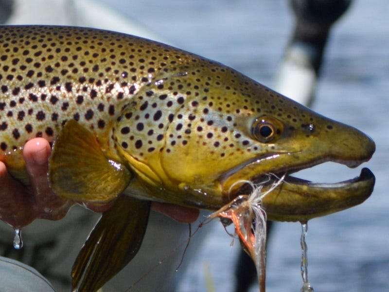 Fishing Big Streamers for Large Trout