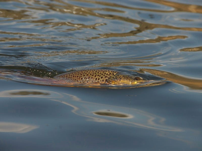 fall fly fishing leeches (3)
