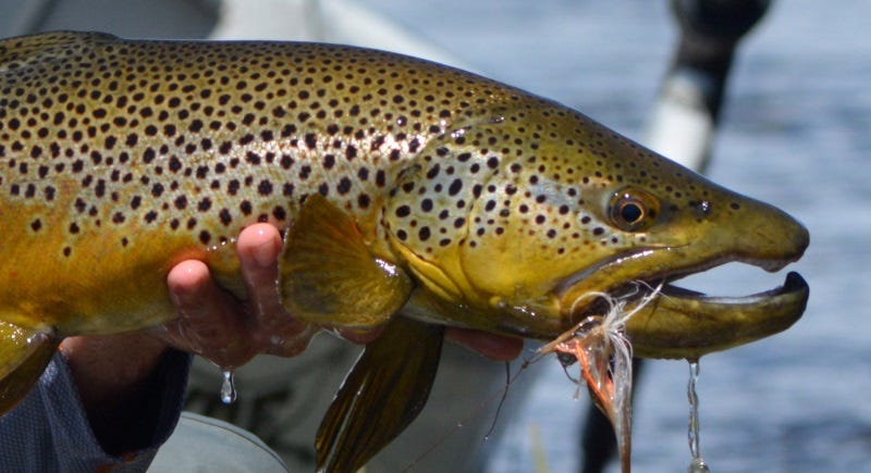 fly fishing big streamers