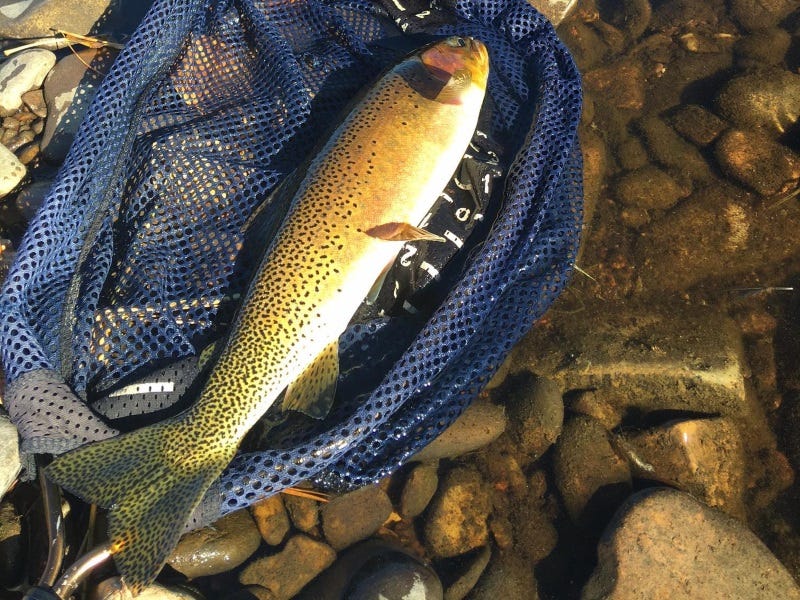 Coeur d’ Alene Fishing Report 10.19.2017