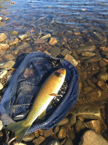 Coeur d’ Alene Fishing Report (2)