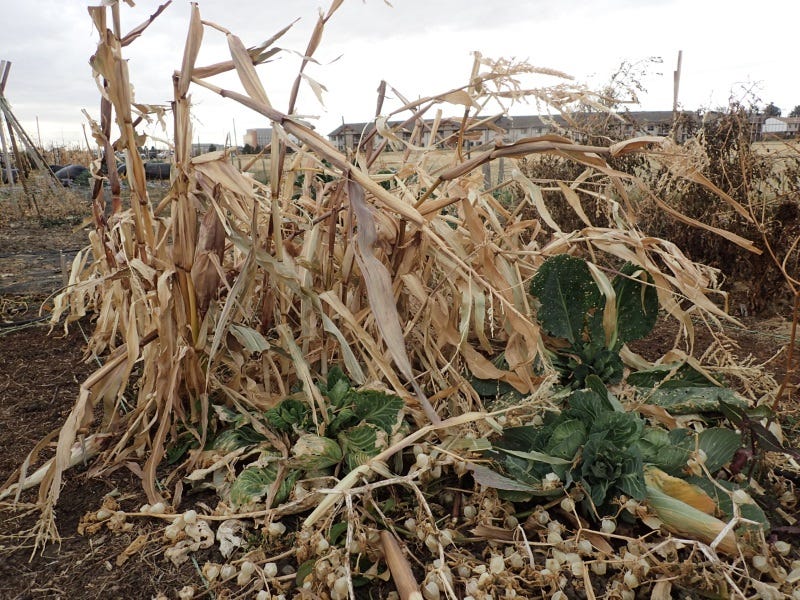 Cut-down-the-old-corn-stalks