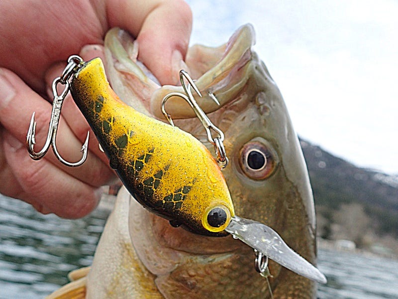Fall Fishing Tactics for Catching Smallmouth Bass