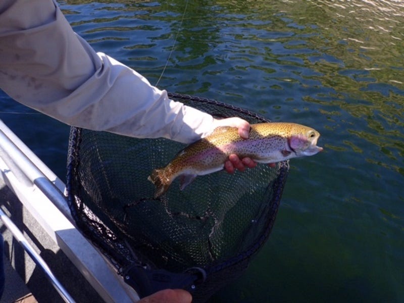 Fly-Fishing-Rufus-Woods-Lake-in-Fall-2