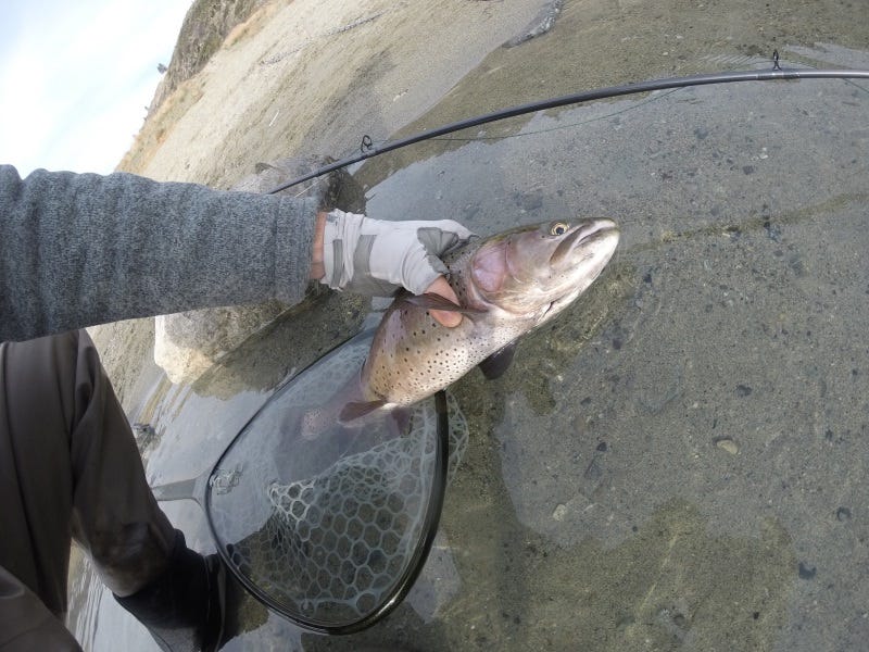 How To Catch Lahontan Cutthroat Trout During Fall