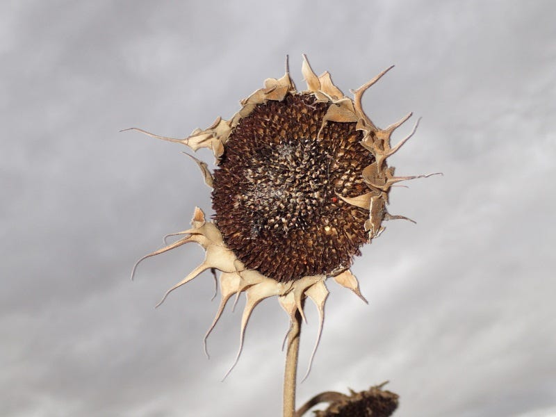 Put Your Garden To Bed: 5 Fall Tips