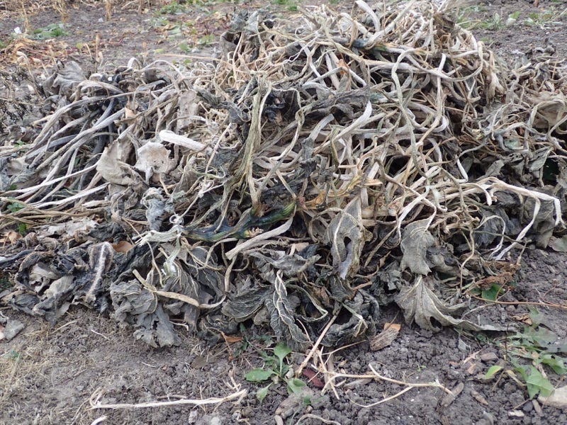 Squash-vines-ready-to-compost.