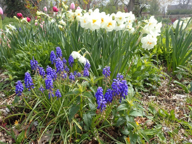  grape-hyacinth-fall-planting